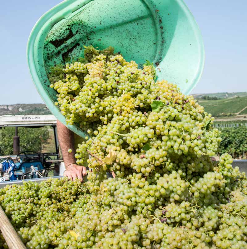 Domaine de la Chapelle Vendanges