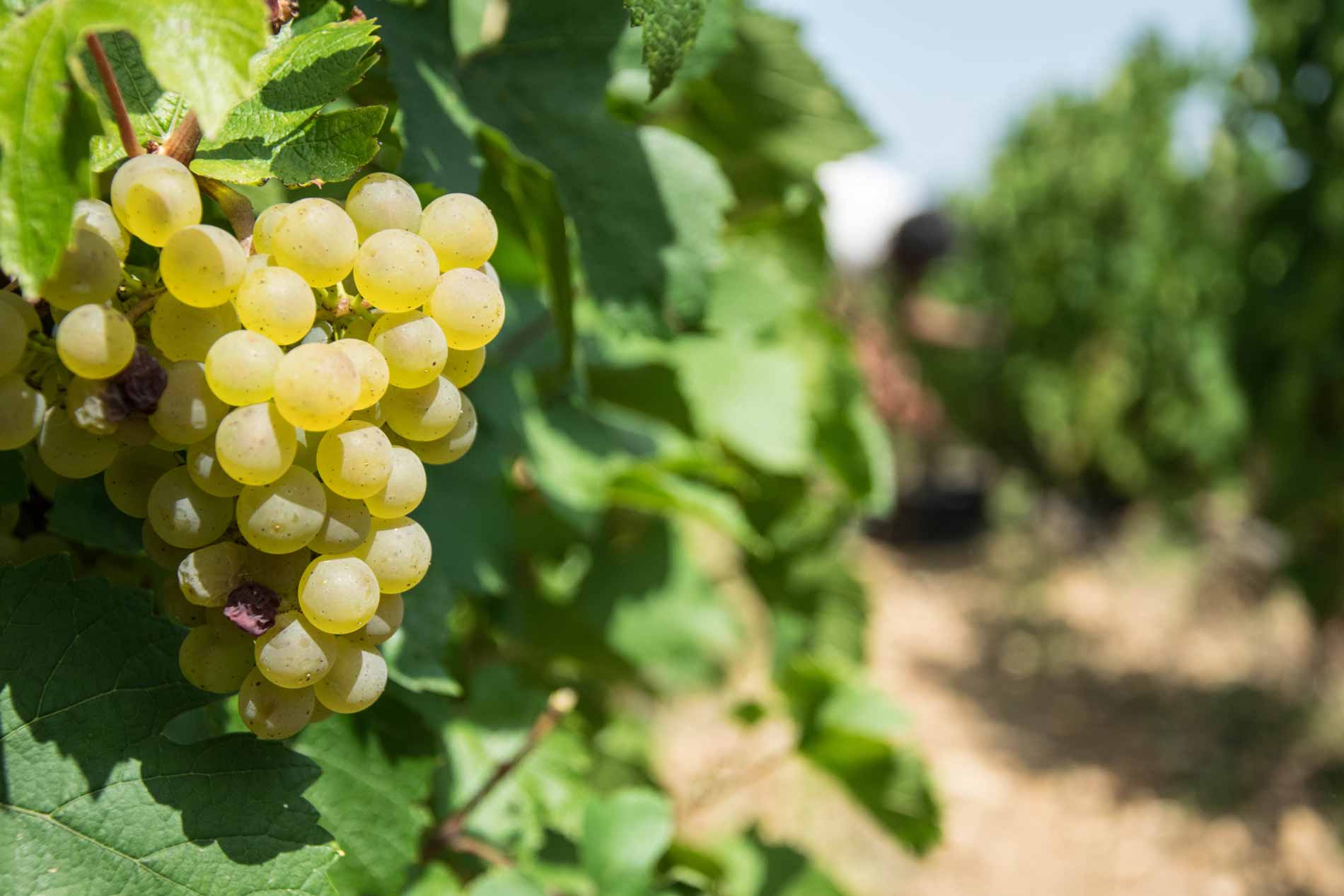 Domaine de la Chapelle raisin de Bourgogne