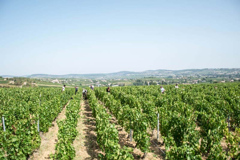 Domaine de la Chapelle les vendanges