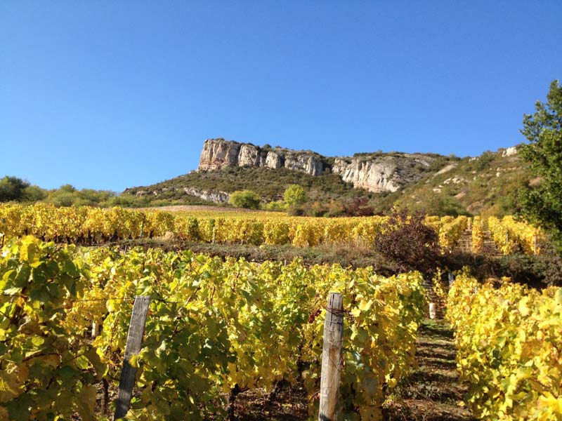 Domaine de la Chapelle vignes Bourgogne